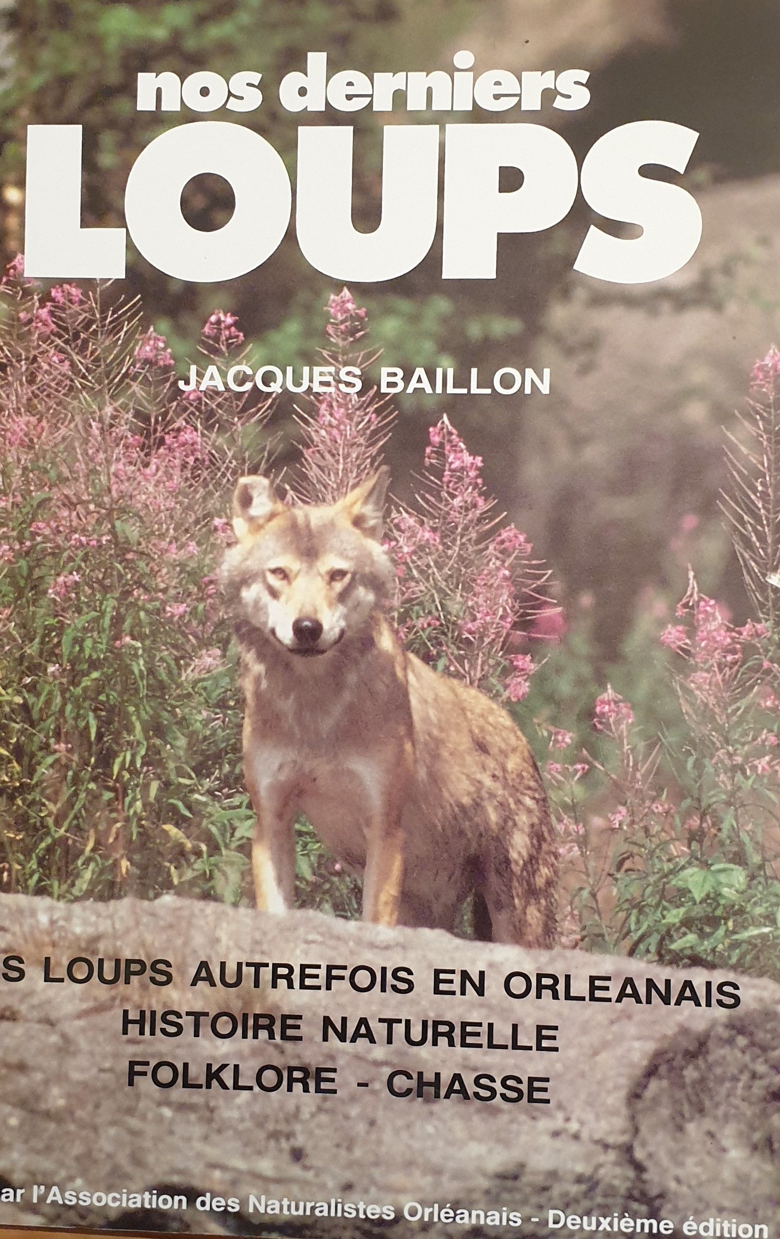 Le loup : une espèce indispensable aux écosystèmes vosgiens, mais qui peine  à s'installer - Histoires de Forêts - Annik Schnitzler