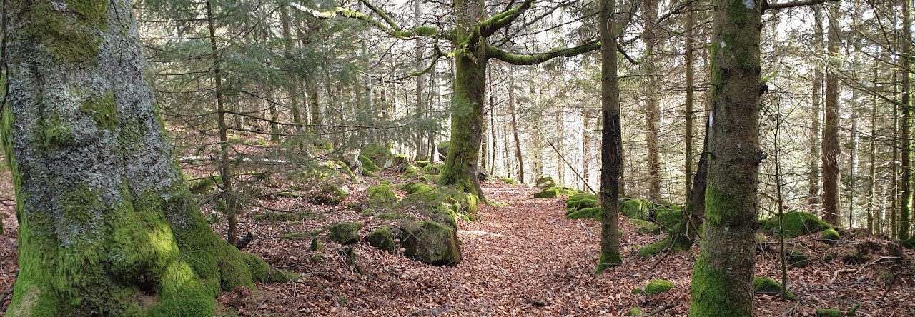 Le loup : une espèce indispensable aux écosystèmes vosgiens, mais qui peine  à s'installer - Histoires de Forêts - Annik Schnitzler