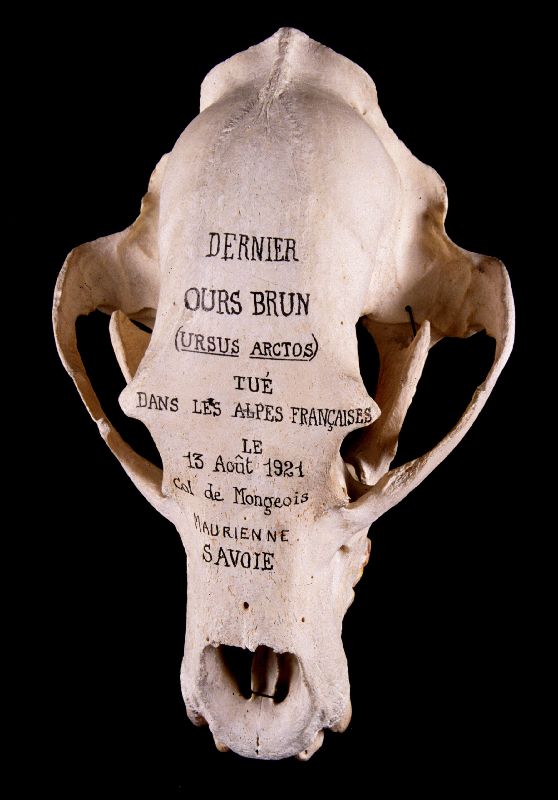un crane d'ours avec inscription le signalant comme le "dernier ours brun tué dans les alpes françaises" 