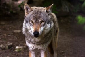 Lire la suite à propos de l’article Le loup : une espèce indispensable aux écosystèmes vosgiens, mais qui peine à s’installer