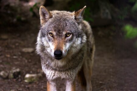 Le loup : une espèce indispensable aux écosystèmes vosgiens, mais qui peine à s’installer