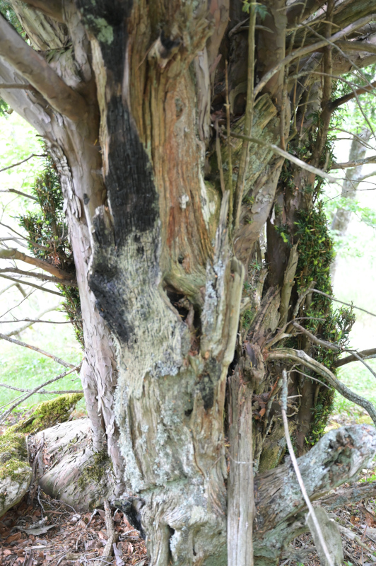 Les forêts monumentales d’ifs des Monts Cantabriques, Espagne du nord
