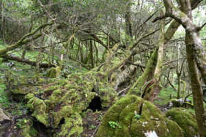 Lire la suite à propos de l’article Les forêts monumentales d’ifs des Monts Cantabriques, Espagne du nord