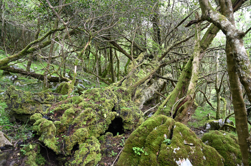 Les forêts monumentales d’ifs des Monts Cantabriques, Espagne du nord