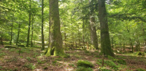 Les forêts naturelles dans les Vosges gréseuses