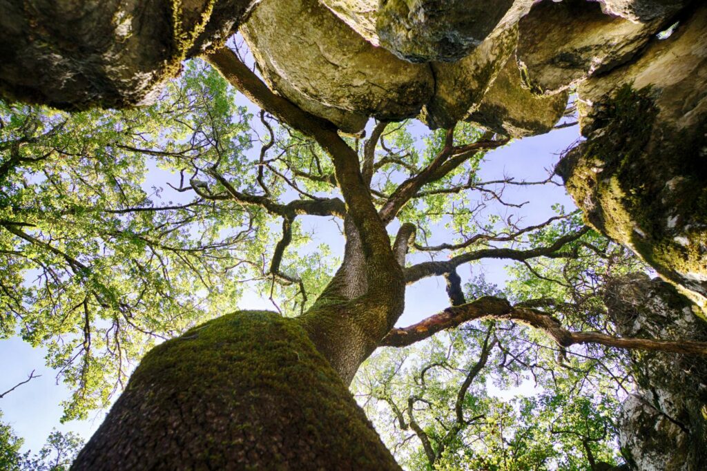 Les chênes serpentiformes du bois de Païolive en Ardèche : une forme de résistance aux contraintes environnementales