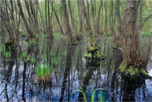 Lire la suite à propos de l’article Le Bruch de l’Andlau, Alsace : histoire et légendes associées à la peur des marais