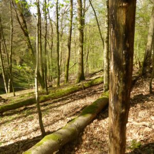 Lire la suite à propos de l’article L’ensauvagement, une réponse aux changements climatiques à venir : l’exemple des forêts du pays de Bitche (Vosges), au cours du Petit Âge Glaciaire