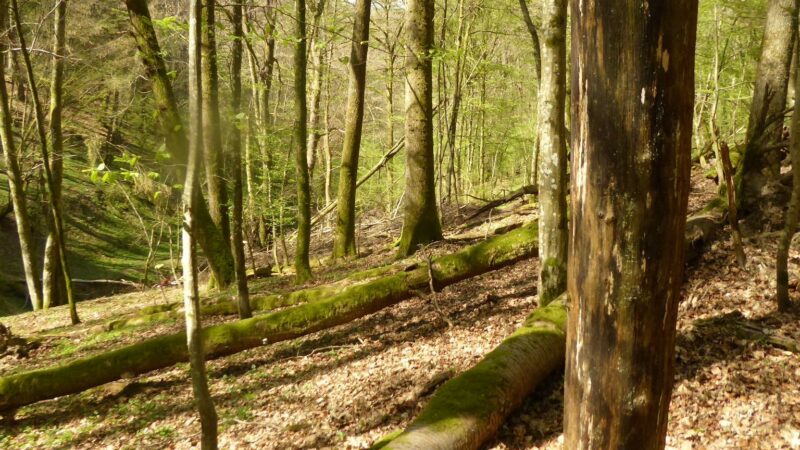 L’ensauvagement, une réponse aux changements climatiques à venir : l’exemple des forêts du pays de Bitche (Vosges), au cours du Petit Âge Glaciaire