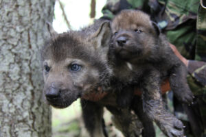 Lire la suite à propos de l’article A la recherche des loups en Biélorussie