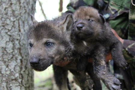 A la recherche des loups en Biélorussie