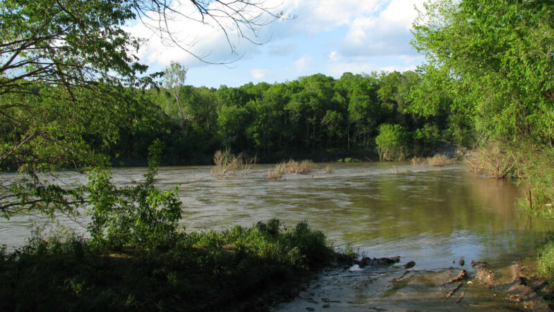 A la recherche des vignes sauvages le long de la rivière Buffalo, Arkansas