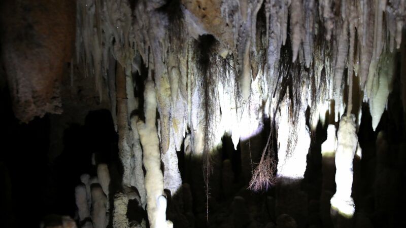 Une étonnante rencontre dans la Grotte du cerf, gorges de la Cèze