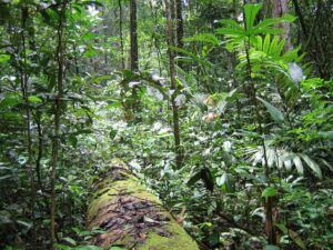 Lire la suite à propos de l’article Mes deux séjours en forêt guyanaise française