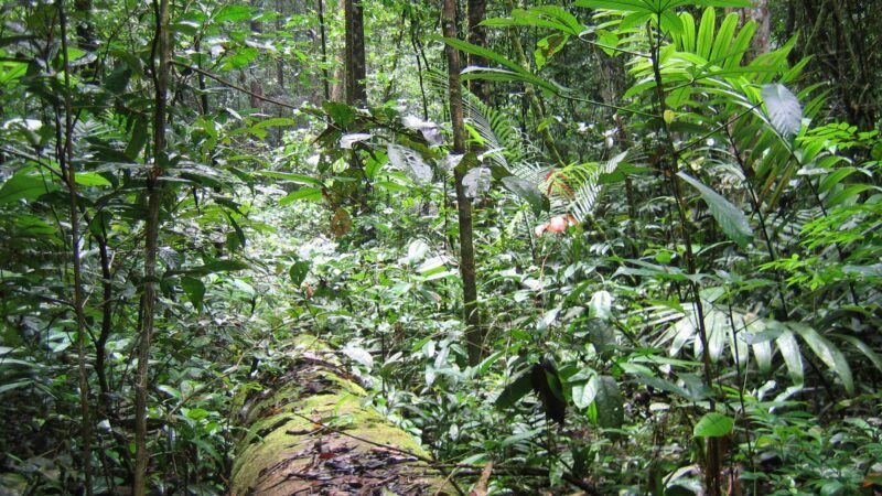 La forêt guyanaise, un écosystème unique pour la France