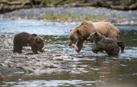 Une rencontre avec les ours de l’île de Kodiak, Alaska