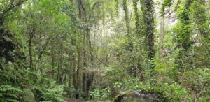 Lire la suite à propos de l’article Les forêts tempérées chaudes des Canaries : des écosystèmes forestiers présents depuis plusieurs millions d’années