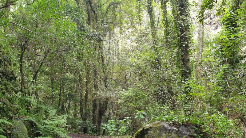 Les forêts tempérées chaudes des Canaries : des écosystèmes forestiers présents depuis plusieurs millions d’années