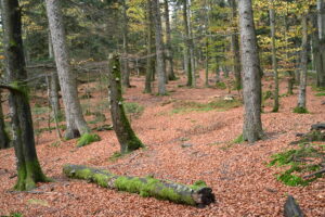 Lire la suite à propos de l’article Un haut lieu de biodiversité des Hautes Vosges gréseuses : la réserve biologique du Grossmann