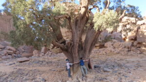 Lire la suite à propos de l’article Forêts de pierre, cyprès millénaires et peintures préhistoriques dans le Tassili n’Ajjer, Algérie.