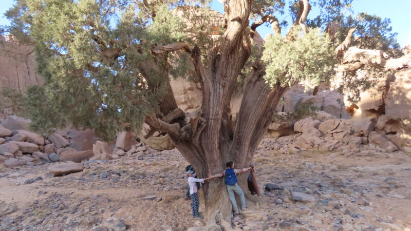 Forêts de pierre, cyprès millénaires et peintures préhistoriques dans le Tassili n’Ajjer, Algérie.