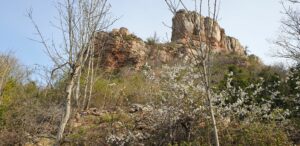 Lire la suite à propos de l’article La roche de Solutré, Bourgogne : un site préhistorique de grande valeur, dans une nature en voie de renaturation spontanée