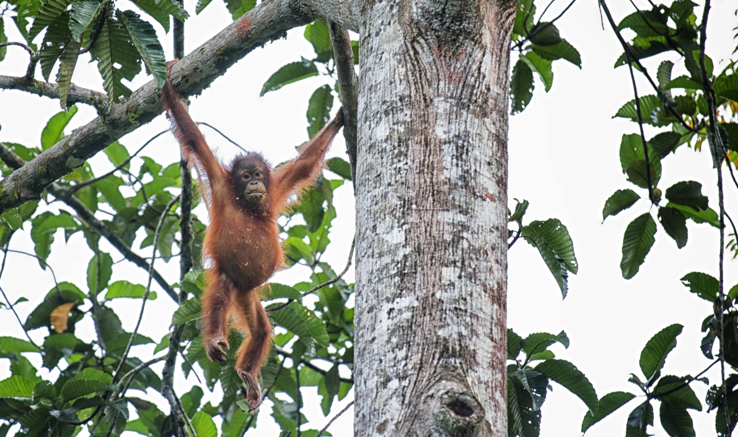 Le Orangutan Arboricole Est Un Animal Avec De Longs Bras Natif De  L'Indonésie Et La Malaisie, Les Forêts Tropicales Banque D'Images et Photos  Libres De Droits. Image 4196418