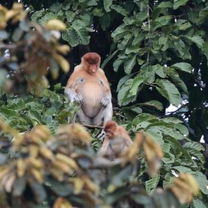 Lire la suite à propos de l’article Les forêts tropicales de Bornéo, Indonésie