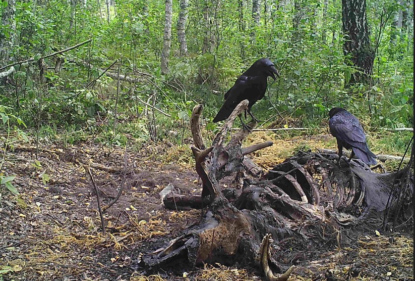 Le loup : une espèce indispensable aux écosystèmes vosgiens, mais qui peine  à s'installer - Histoires de Forêts - Annik Schnitzler