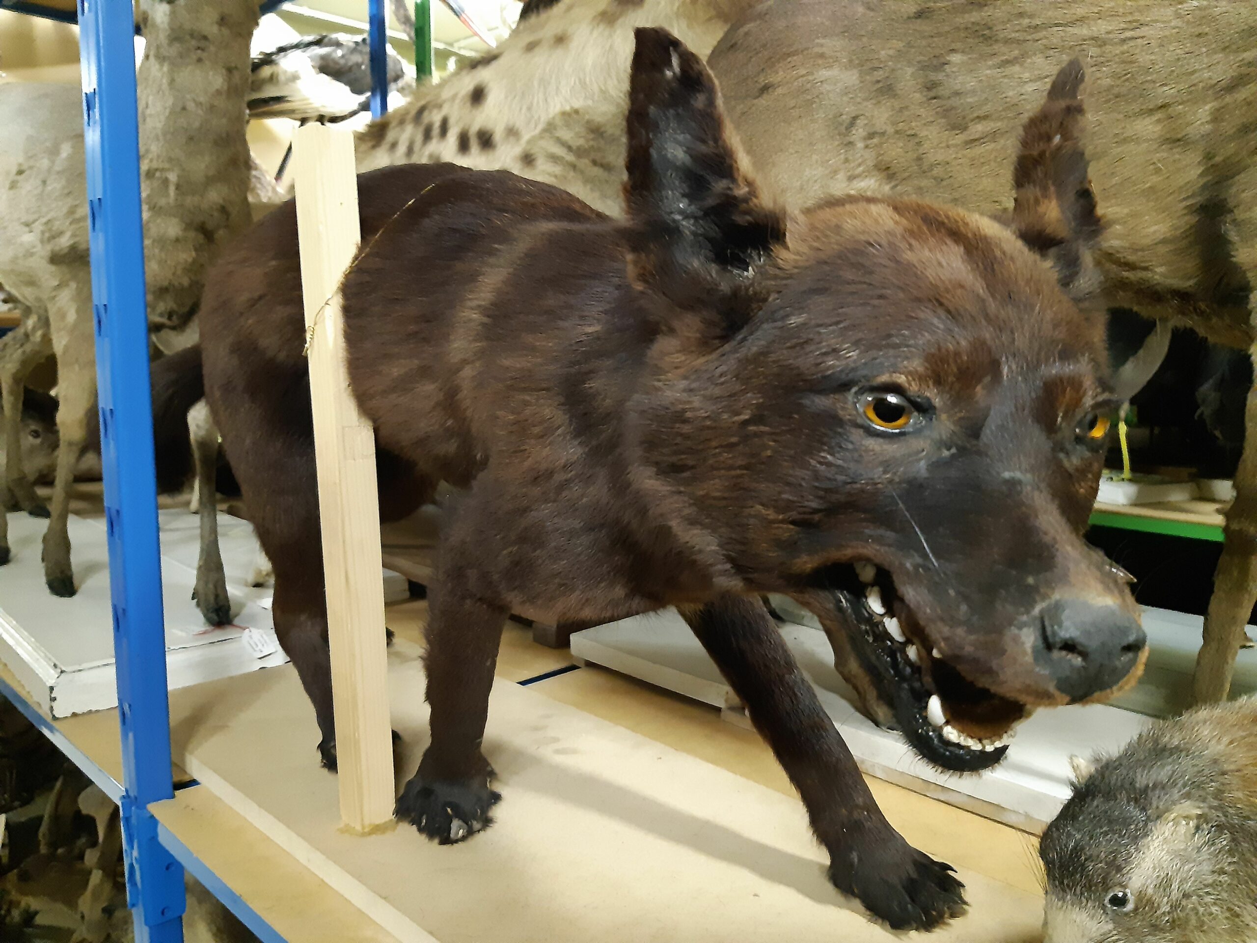 Le loup : une espèce indispensable aux écosystèmes vosgiens, mais qui peine  à s'installer - Histoires de Forêts - Annik Schnitzler