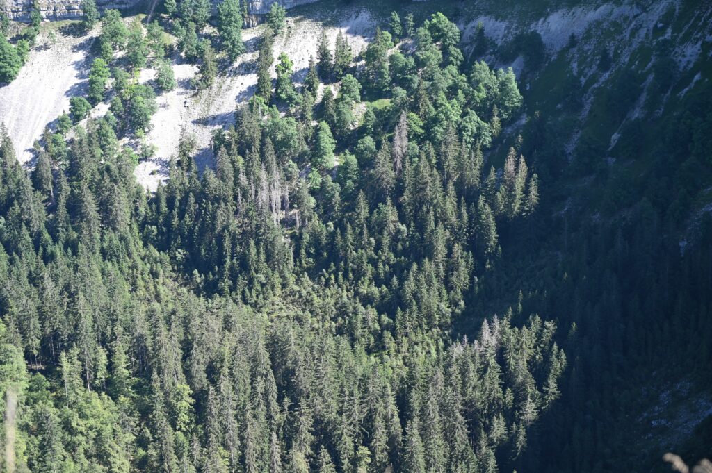 Quelques curiosités du Jura suisse : la falaise grandiose du Creux du Van et l’if millénaire de Crémines