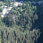 Quelques curiosités du Jura suisse : la falaise grandiose du Creux du Van et l’if millénaire de Crémines