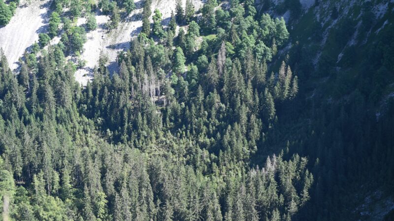 Quelques curiosités du Jura suisse : la falaise grandiose du Creux du Van, l’if millénaire de Crémines et les gorges du Seyon