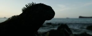Lire la suite à propos de l’article Les Galapagos : un voyage hors du temps