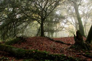 Lire la suite à propos de l’article Les forêts de Bretagne