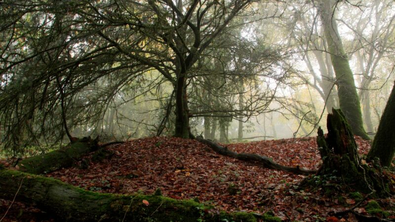 Les forêts de Bretagne