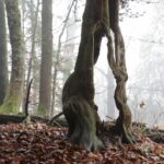 Une forêt bavaroise à haute naturalité : la réserve naturelle Eibenwald Paterzell
