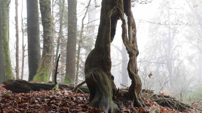 Une forêt bavaroise à haute naturalité : la réserve naturelle Eibenwald Paterzell