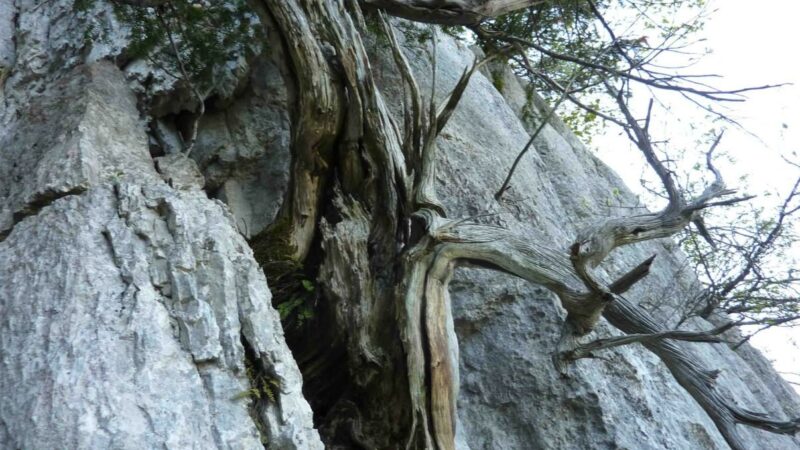 Un séjour dans le Vercors : entre forêts et gisement à ours des cavernes