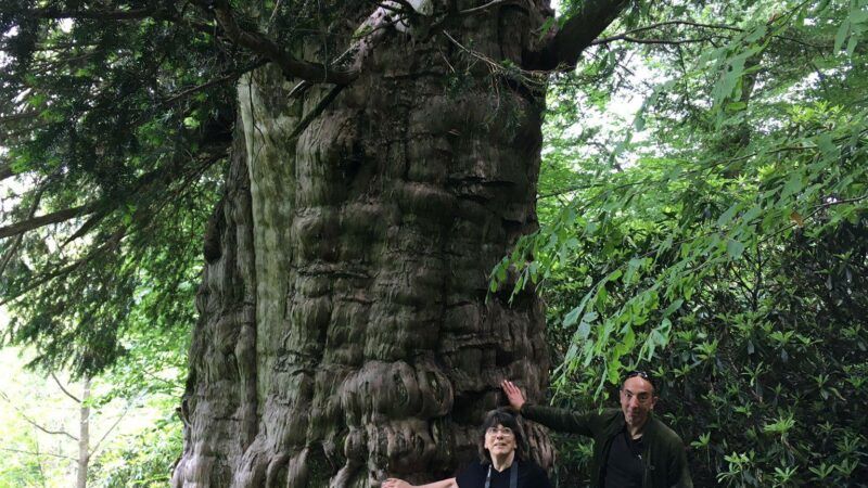 Les forêts du nord de la Turquie