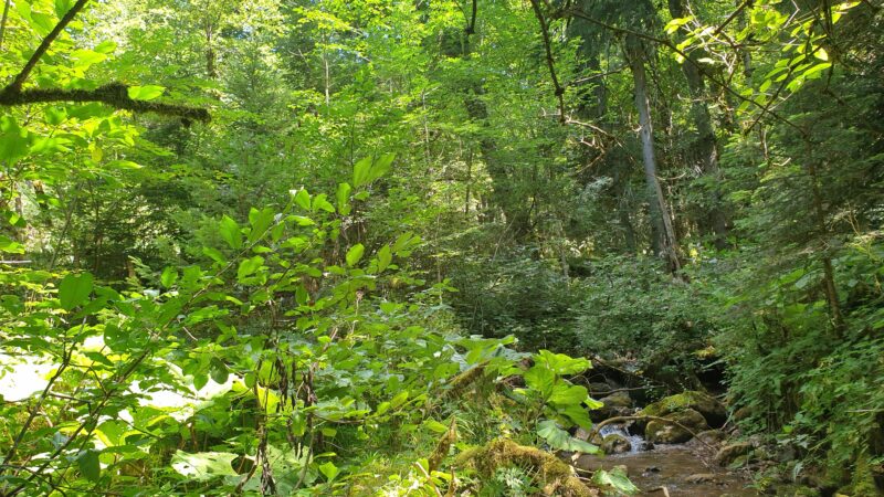 La forêt de Perucica en Bosnie Herzegovine : une des plus vastes forêts naturelles d’Europe