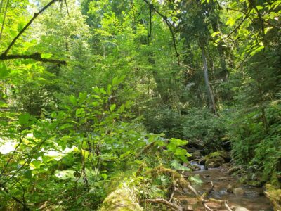 La forêt de Perucica en Bosnie Herzegovine : une des plus vastes forêts naturelles d’Europe