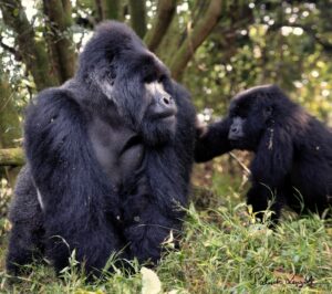 Lire la suite à propos de l’article Forêts de volcan et marais d’Ouganda