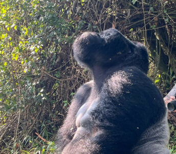 Forêts de volcan et marais d’Ouganda