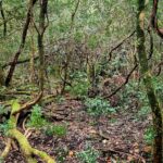 Des forêts à haute naturalité dans les gorges de Regalon, Petit Lubéron