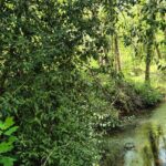 La Bruche et ses forêts alluviales