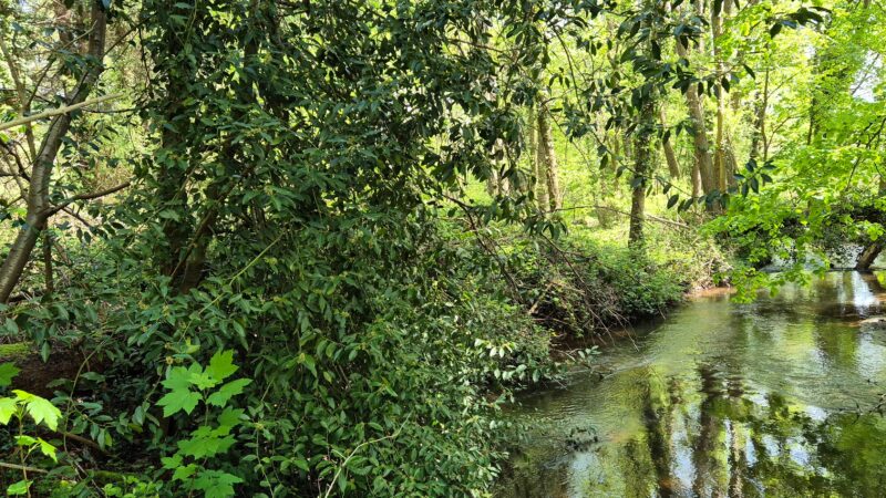 La Bruche et ses forêts alluviales