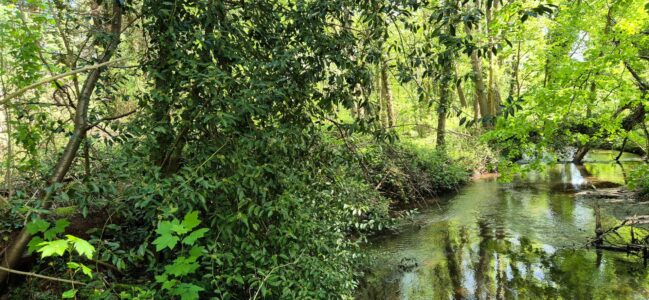 La Bruche et ses forêts alluviales