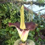 Une floraison spectaculaire au Jardin botanique de Nancy : l’arum titan