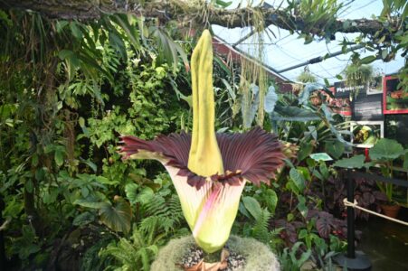 Une floraison spectaculaire au Jardin botanique de Nancy : l’arum titan